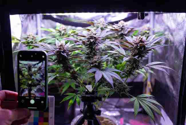 Smartphone on tripod photographing flowering cannabis buds with color calibration card for accurate phenohunting documentation