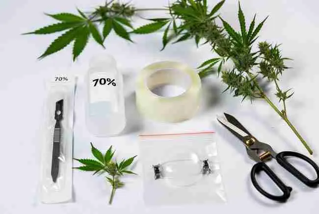 Essential sterile tools and materials laid out for home cannabis grafting success including sharp scalpel, 70% isopropyl alcohol, grafting tape, humidity dome, cloning gel, and healthy cannabis stem cuttings on clean white background with fresh green leaves