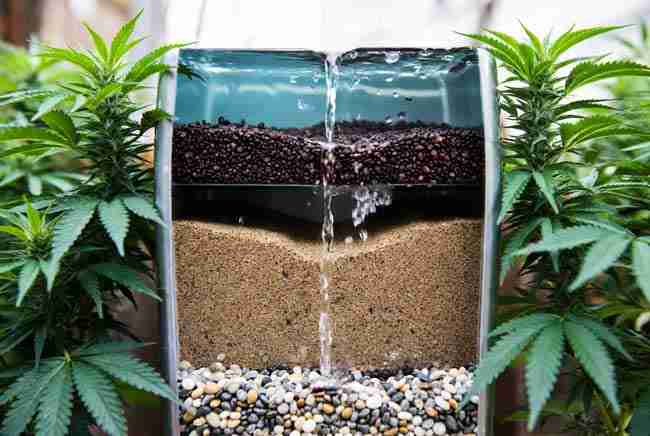 Healthy cannabis plants in mulched pots receiving water from a safe greywater diverter system, with garden elements highlighting legal and safety best practices for sustainable irrigation.