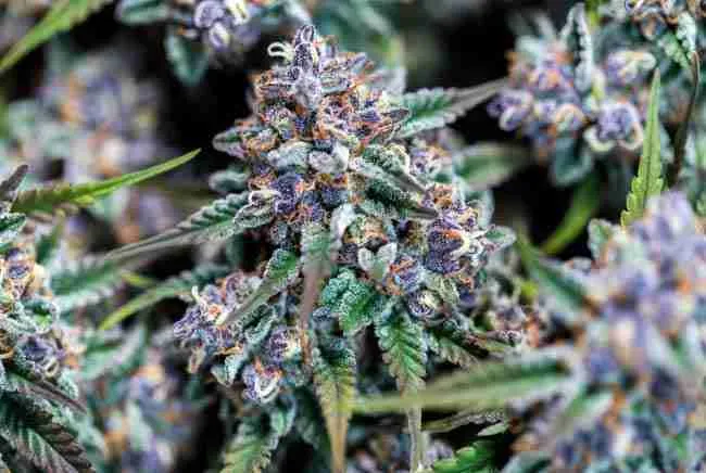 Close-up buds image (for appearance/genetics section): "Close-up of dense frosty purple Granddaddy Purple cannabis buds with sparkling trichomes highlighting the iconic grape-like appearance