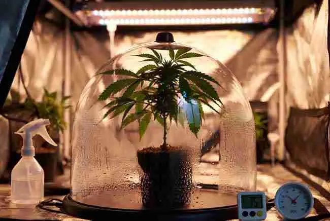 Newly grafted cannabis plant inside clear humidity dome with condensation, placed under soft indirect LED light, showing 95% humidity, 75°F temperature, and vibrant healthy leaves with no wilting during the critical healing phase