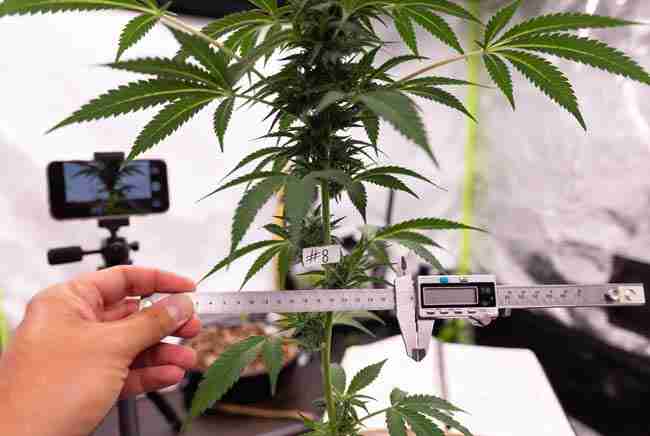 Close-up of grower using ruler and digital caliper to measure vegetative cannabis plant height and internode spacing during phenohunt