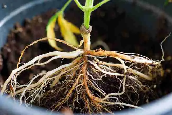 Thriving healthy cannabis plants with strong bottom leaf density and vibrant growth