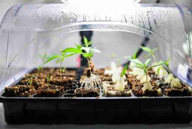 Propagation tray under humidity dome showing cannabis retips and microcuttings rooting in rockwool cubes with visible white roots and healthy new growth