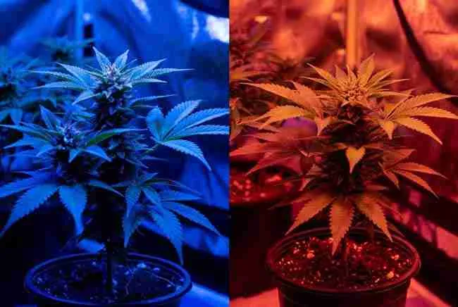 Blue light vs red light effect on growth