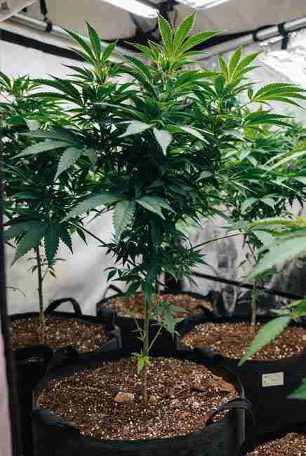 Strong healthy cannabis mother plants selected for long-term seed saving growing vigorously in fabric pots under LED lights in an indoor grow tent