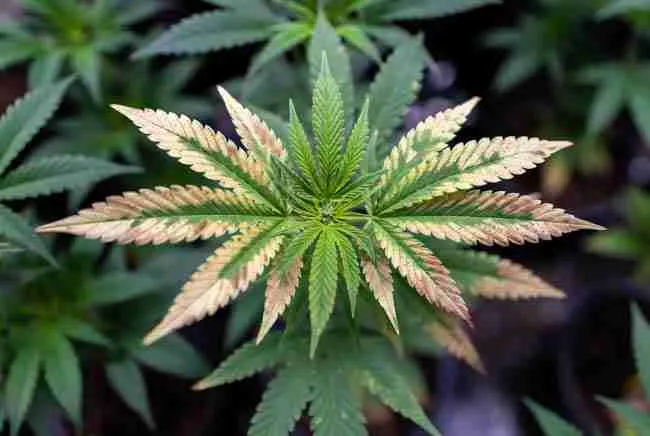 Calcium deficiency close-up on new top growth with brown spots and distortion