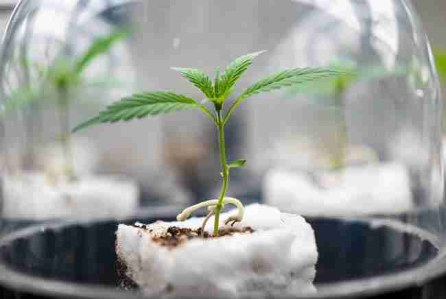 Cannabis cutting showing first tiny white roots forming in rockwool under humidity dome for rooting hormone cloning