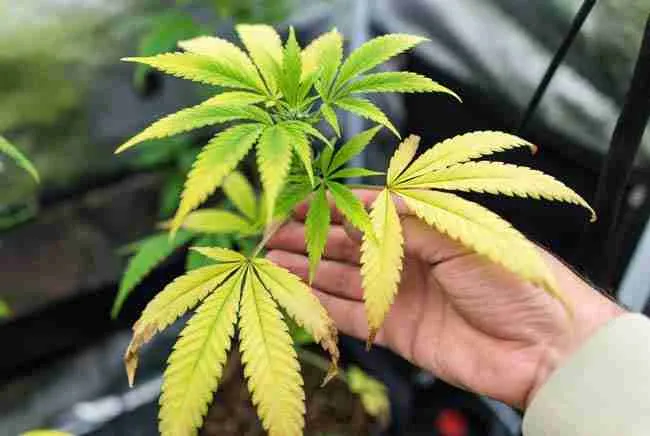 Hand inspecting yellowing lower cannabis leaves early signs of dying from the bottom up