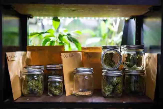 Organized cannabis seed storage in glass jars and labeled envelopes for maintaining viability after seed priming cannabis germination