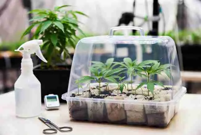 Complete organized cannabis cloning station with propagator, rockwool cubes, tools and healthy cuttings
