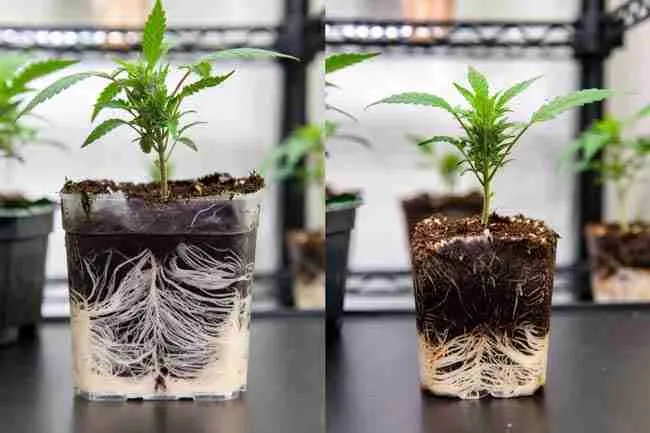 Side-by-side comparison of healthy cannabis clones with strong white roots from synthetic and natural rooting hormone methods