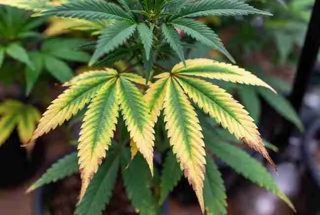Magnesium deficiency interveinal chlorosis on lower leaves.