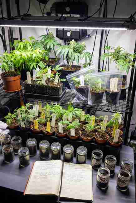 Home cannabis breeding station setup with multiple labeled plants, sorted seed jars, isolation supplies, and detailed breeding notebook for cannabis genetics business home