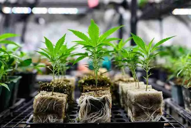 Close-up of healthy, well-rooted cannabis clones with strong white roots
