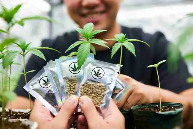 Grower happily selecting quality cannabis seeds and healthy seedlings, smart sourcing to prevent hop latent viroid cannabis issues.