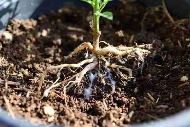 Healthy roots with mycorrhizal fungi in living soil