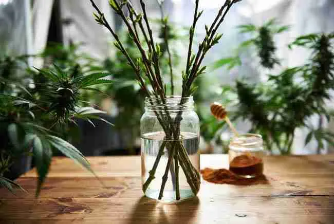 Preparing natural rooting hormone with fresh willow branches, honey and cinnamon for organic cannabis cloning