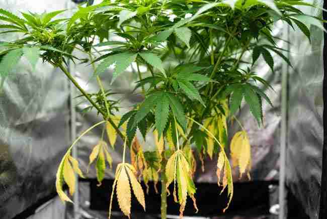 Cannabis plant showing clear symptoms of dying from the bottom up with yellowing lower leaves.