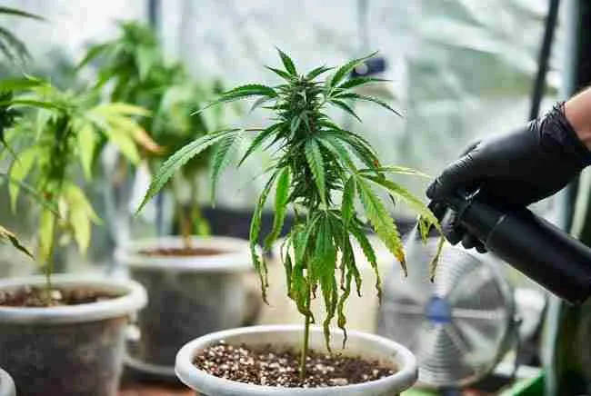 Grower providing supportive care to a mildly affected cannabis plant with gloved hands in a clean, well-lit grow room, showing realistic recovery steps for hop latent viroid management.