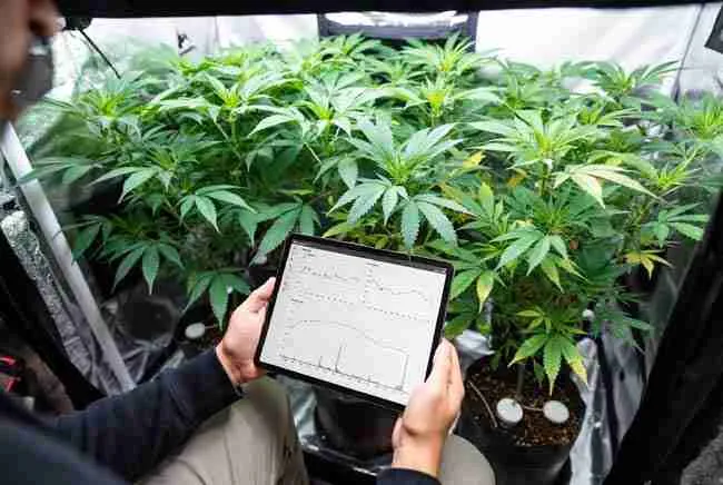 Data logging with substrate monitoring cannabis showing historical moisture and EC trends on tablet in professional grow tent