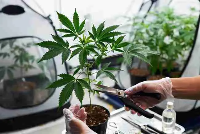 Grower safely taking clones with sterilized tools in a quarantine setup to prevent hop latent viroid spread.