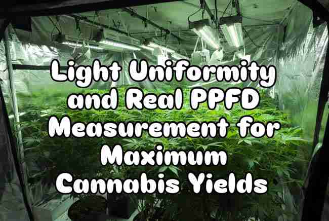 Light uniformity cannabis hero image showing vibrant even-lit cannabis grow tent canopy with full-spectrum LED lights and bold article title in cannabis leaf textured lettering