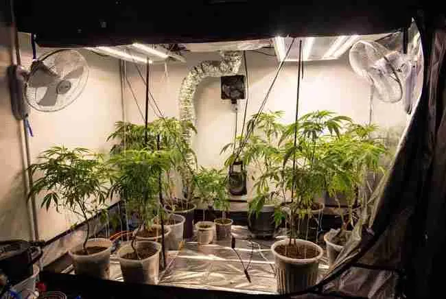 Clean, well-organized grow room with good airflow