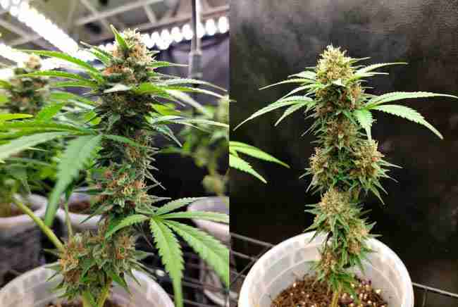 Side-by-side comparison of healthy cannabis buds versus smaller dudded buds affected by hop latent viroid during flowering.