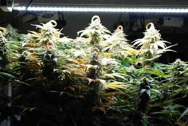 Light burn symptoms on cannabis canopy tops under intense lights