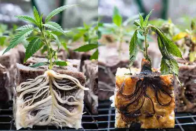 Side-by-side comparison of healthy well-rooted cannabis clone versus struggling clone with rotted base