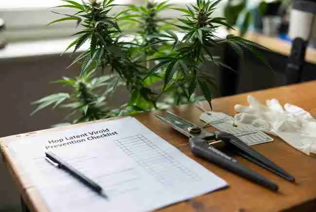 Printable hop latent viroid cannabis prevention checklist on a wooden grow room table with sterilized tools, gloves, and healthy plant, perfect for home growers to print and use daily