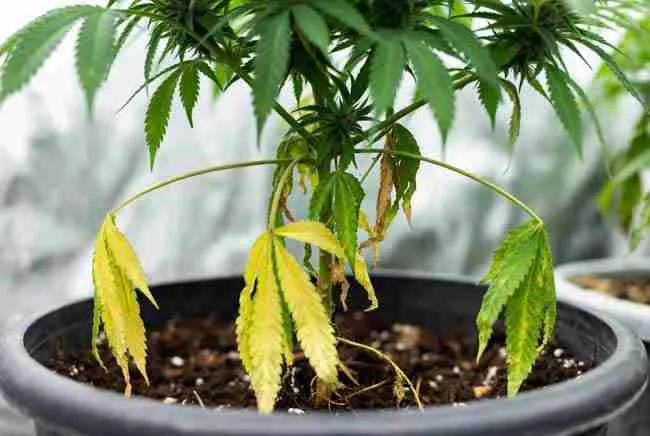 Overwatering or root stress causing dramatic bottom-up wilting and yellowing.