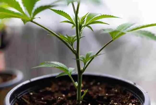 Shows vegetative structure and apical dominance