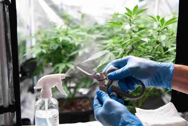 Gloved hands sterilizing pruning shears with isopropyl alcohol in a cannabis grow tent, key prevention step against hop latent viroid cannabis spread.