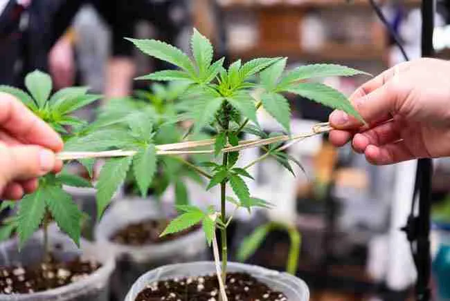 Demonstrates LST in action
