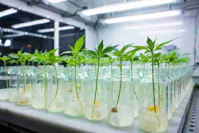 Healthy cannabis plantlets growing in tissue culture jars under sterile lab conditions, illustrating clean stock programs and hop latent viroid elimination for serious growers.