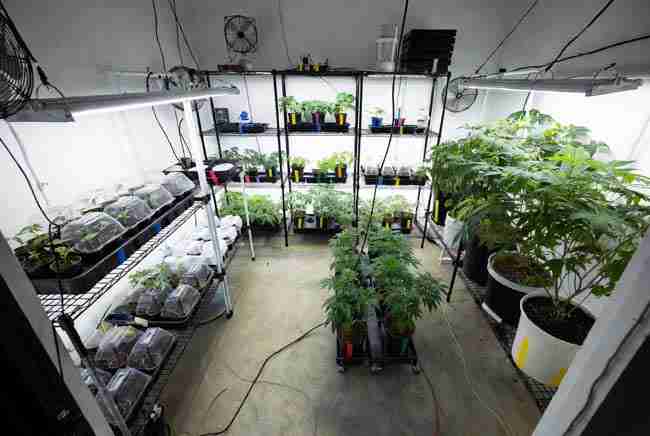 Organized multi-zone home cannabis grow room showing clean workflow from quarantine area to main vegetative plants with labeled pots, fans, and professional biosecurity setup