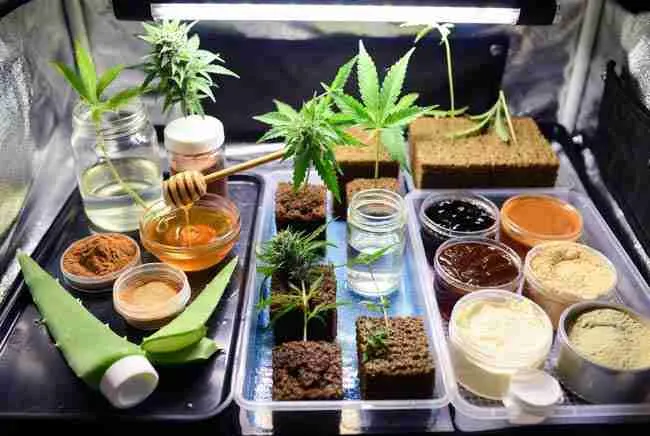 Organized cloning workspace showing both natural ingredients and synthetic products side by side