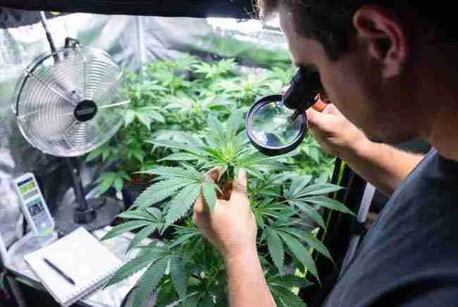 Grower troubleshooting: inspecting top growth for pests or issues