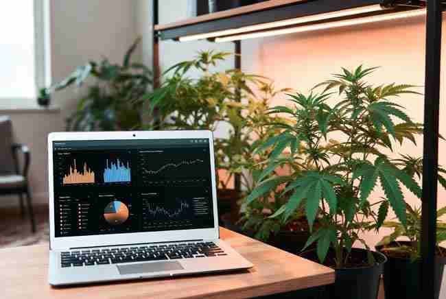 Modern laptop showing AI-powered cannabis data analysis and pheno hunting charts next to healthy plants in a home grow room
