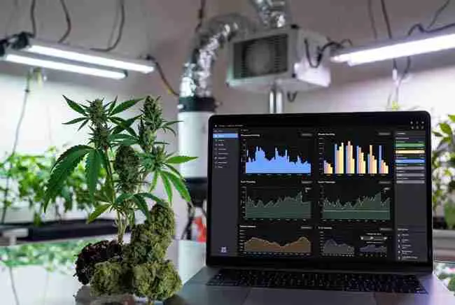 Laptop showing pheno hunting data charts next to high-quality cannabis plants and buds in a modern home grow room