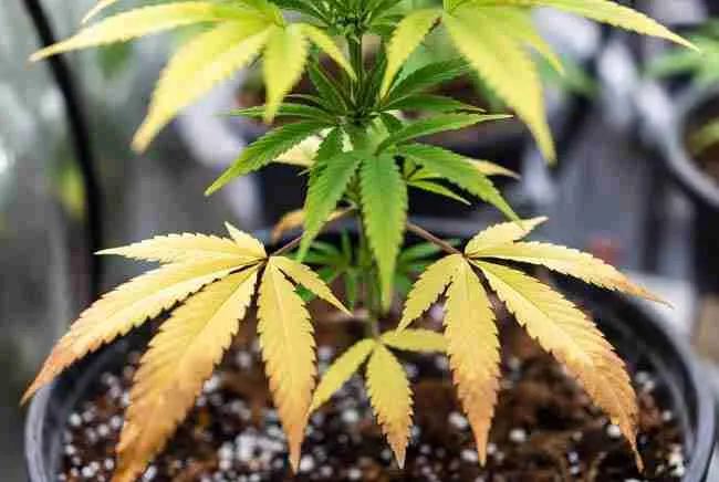 Classic nitrogen deficiency: uniform yellowing and dying of bottom leaves progressing upward.