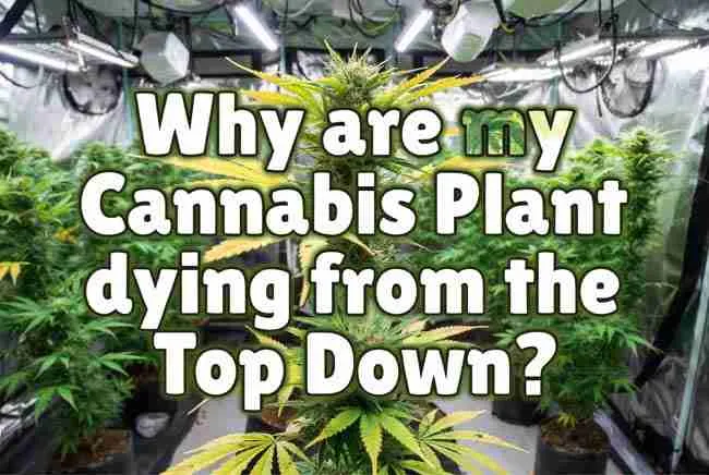 Hero/featured image with exact article title in bubble cannabis-leaf textured lettering