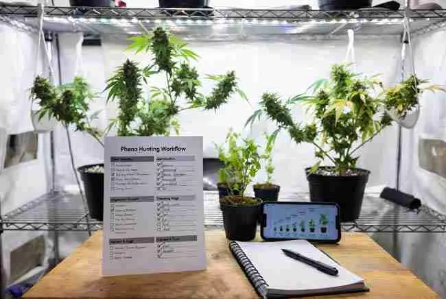 Organized home cannabis workspace with printed pheno hunting workflow checklist, notebook, phone, and plants at different growth stages