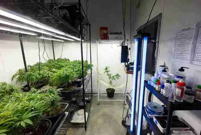 Clean, well-organized cannabis grow room with healthy plants, quarantine setup, testing supplies, and sterilization tools demonstrating complete hop latent viroid management.