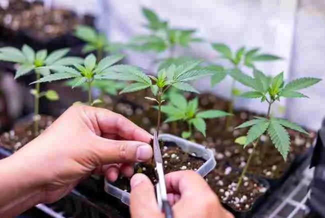 Close-up of hands using scissors to take a small fresh retip cutting from a compact healthy cannabis plant in a propagation tray for space saving cloning