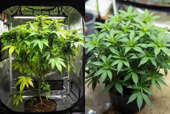 Split view comparing a large traditional cannabis mother plant in a tent on the left versus a compact dense retipping setup with many small plants on the right demonstrating more plants less space