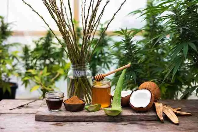 Beautiful flat lay of natural ingredients (willow, honey, cinnamon, aloe vera, coconut, banana peels)