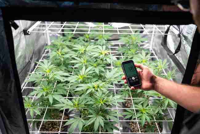 PPFD measurement cannabis being performed by a grower using a quantum meter to map light levels for even canopy lighting in a grow tent